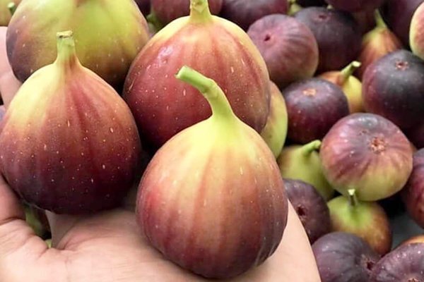 Quả sung khổng lồ trồng trên sân thượng, ăn chán bán thu tiền triệu-4