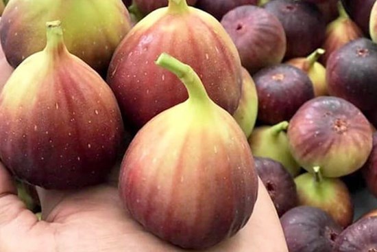 Quả 'sung khổng lồ' trồng trên sân thượng, ăn chán bán thu tiền triệu