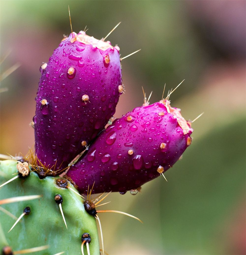 Loại quả dại mọc khắp nơi ở Việt Nam, ra nước ngoài đóng hộp bán 300.000 đồng/6 quả-9