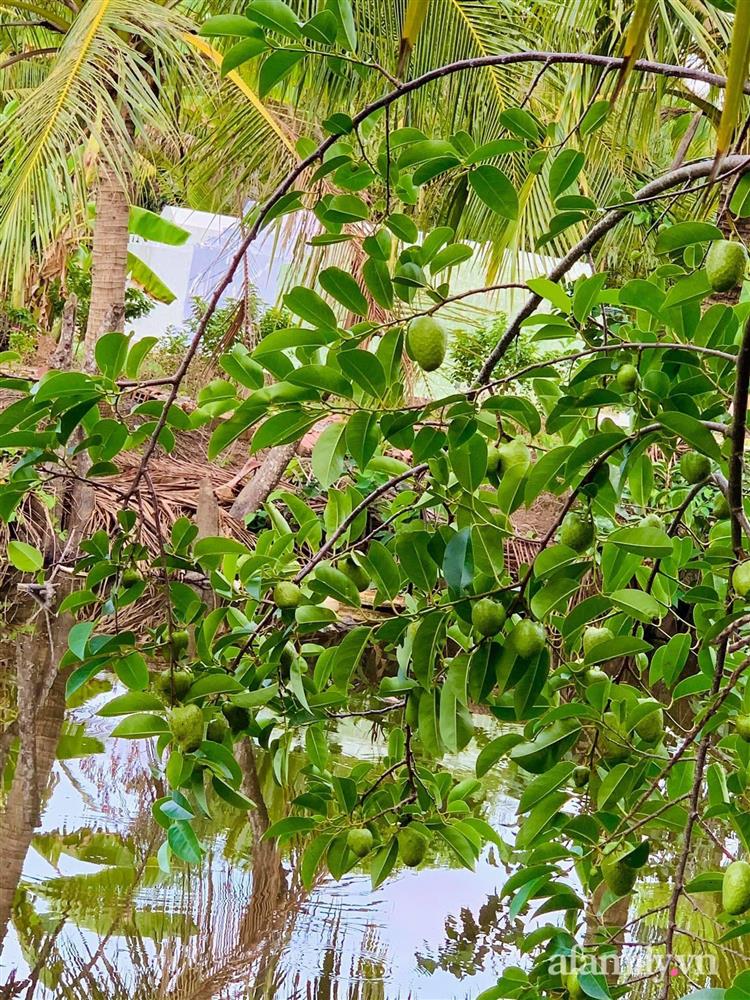 Cả gia đình may mắn có thể sống an yên giữa dịch nhờ ao cá, vườn cây xanh mát ở Bạc Liêu-8