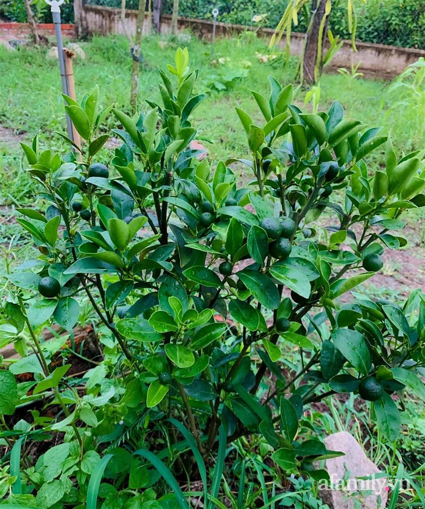 Cả gia đình may mắn có thể sống an yên giữa dịch nhờ ao cá, vườn cây xanh mát ở Bạc Liêu-11