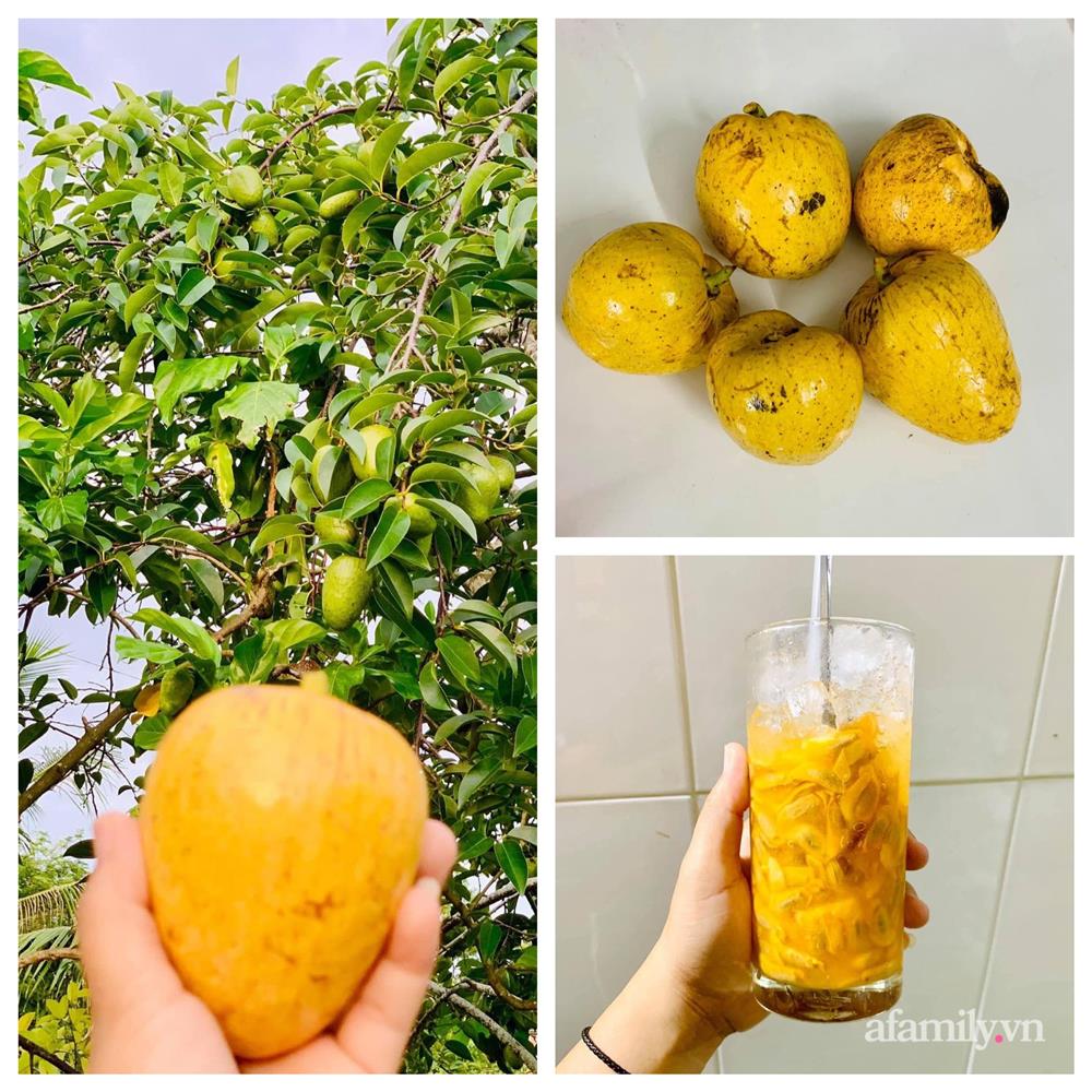 Cả gia đình may mắn có thể sống an yên giữa dịch nhờ ao cá, vườn cây xanh mát ở Bạc Liêu-13