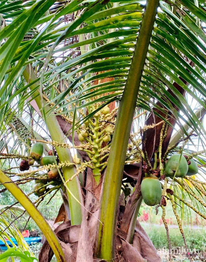 Cả gia đình may mắn có thể sống an yên giữa dịch nhờ ao cá, vườn cây xanh mát ở Bạc Liêu-15