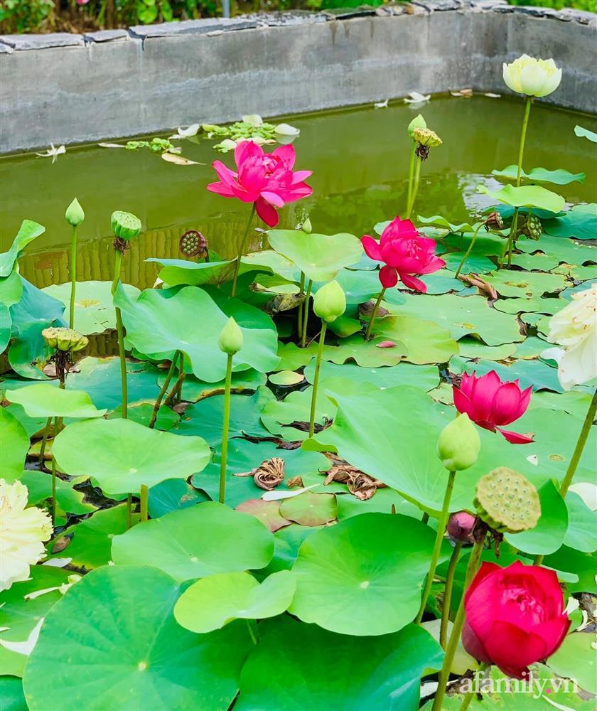 Cả gia đình may mắn có thể sống an yên giữa dịch nhờ ao cá, vườn cây xanh mát ở Bạc Liêu-17