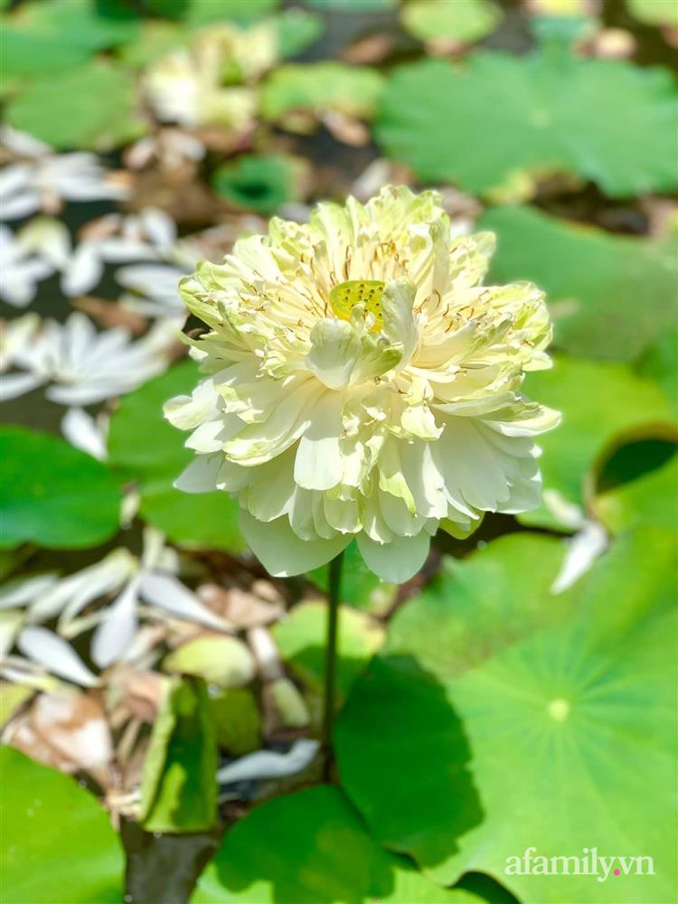 Cả gia đình may mắn có thể sống an yên giữa dịch nhờ ao cá, vườn cây xanh mát ở Bạc Liêu-18