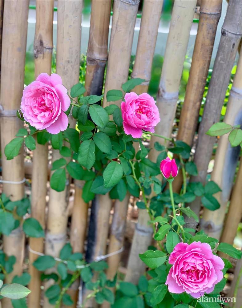 Cả gia đình may mắn có thể sống an yên giữa dịch nhờ ao cá, vườn cây xanh mát ở Bạc Liêu-19