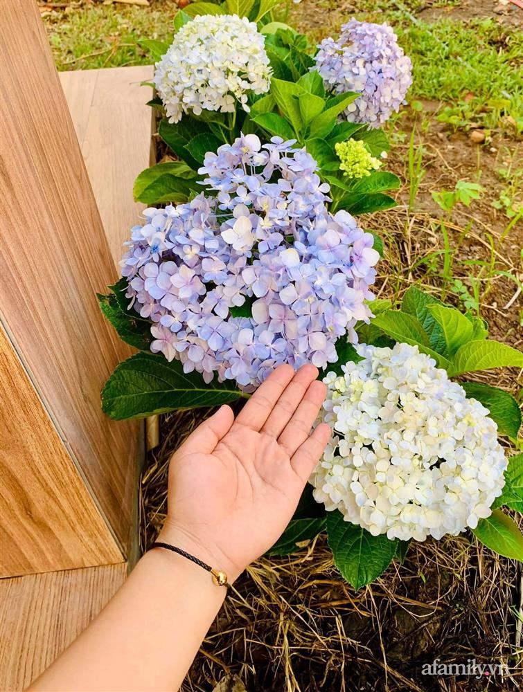 Cả gia đình may mắn có thể sống an yên giữa dịch nhờ ao cá, vườn cây xanh mát ở Bạc Liêu-20