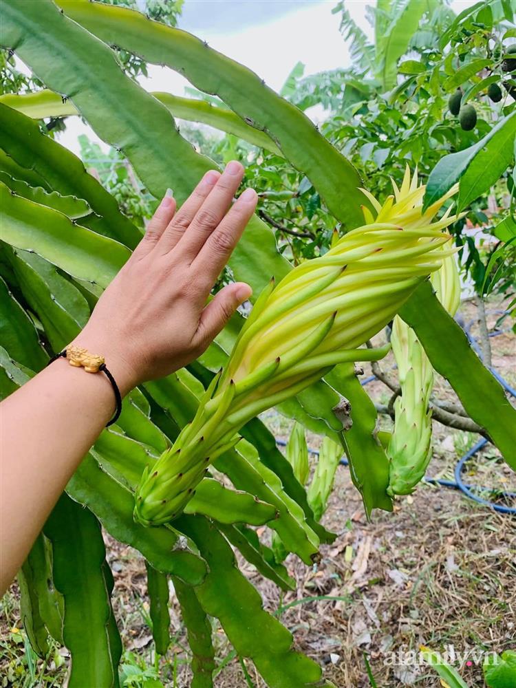 Cả gia đình may mắn có thể sống an yên giữa dịch nhờ ao cá, vườn cây xanh mát ở Bạc Liêu-23