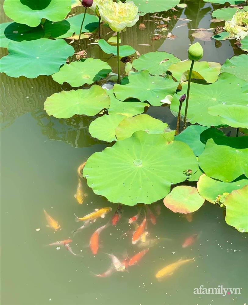 Cả gia đình may mắn có thể sống an yên giữa dịch nhờ ao cá, vườn cây xanh mát ở Bạc Liêu-25