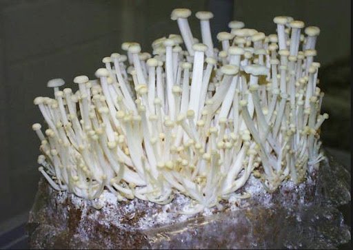 Ăn nấm kim châm đừng bỏ gốc, đem cắm vào chậu là có ngay nấm mới, tội gì không trồng-4