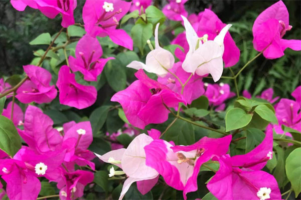 Cứ chia tay, người yêu lại đòi tự tử-2