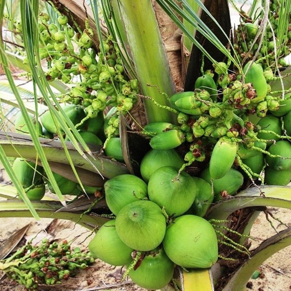 Loại dừa giá lên tới 300.000 đồng/quả có gì đặc biệt?-3