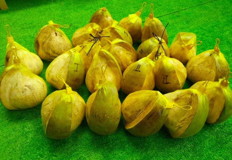 Loại dừa giá lên tới 300.000 đồng/quả có gì đặc biệt?-6