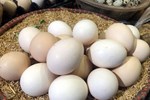 Nghịch lý trứng gà: Miền Bắc giảm giá, phía Nam tăng như lên đồng-3