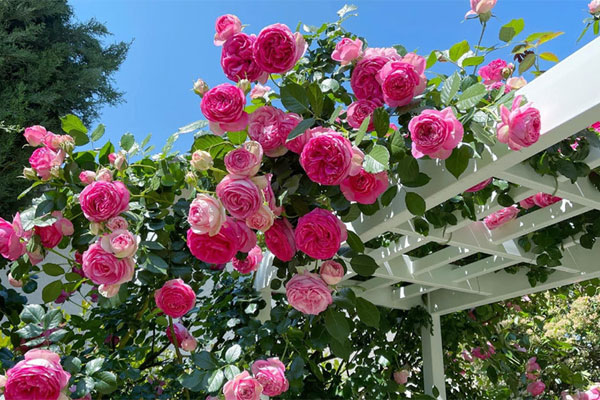 Người yêu cũ nhắn tin hỏi thăm: Đừng để chuyện xưa dây dưa hiện tại-1