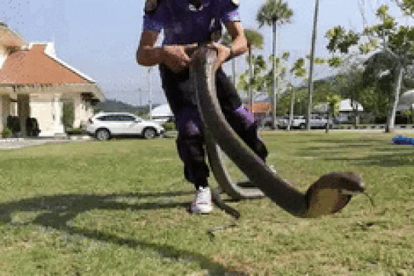 Rắn hổ mang lao thẳng vào chuồng mèo để săn mồi, cái kết sẽ ra sao?-1