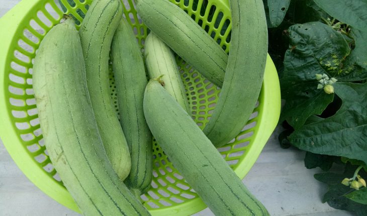 Khi xào mướp nhiều người cho trực tiếp vào chảo, không có gì lạ mướp bị đen và chảy nước, hướng dẫn bạn mẹo này, món ăn sẽ xanh và giòn hơn-1