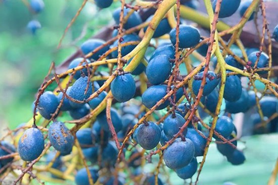 Ba loại quả xưa 'chống đói' nay thành đặc sản 'cháy hàng'