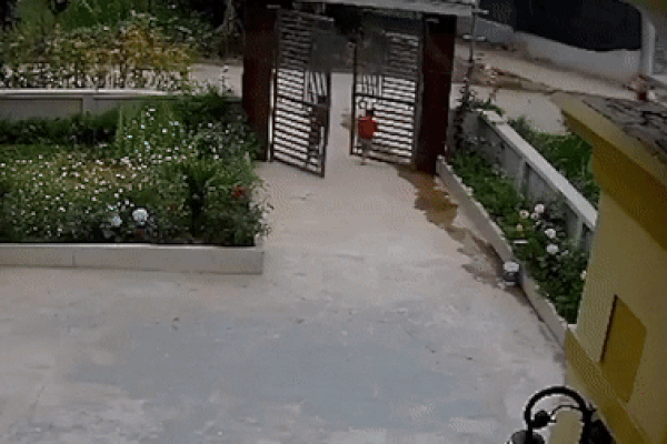 Chú chó ngồi đợi chủ suốt 5 tháng trên đường cao tốc-1