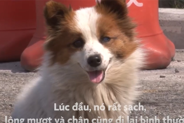 Chú chó quyết không cho ai chạm vào bé sơ sinh kể cả mẹ của bé-1