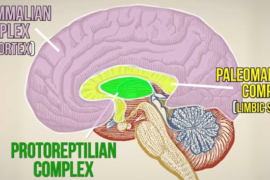 3 cấp độ não người là giả thuyết sai lầm