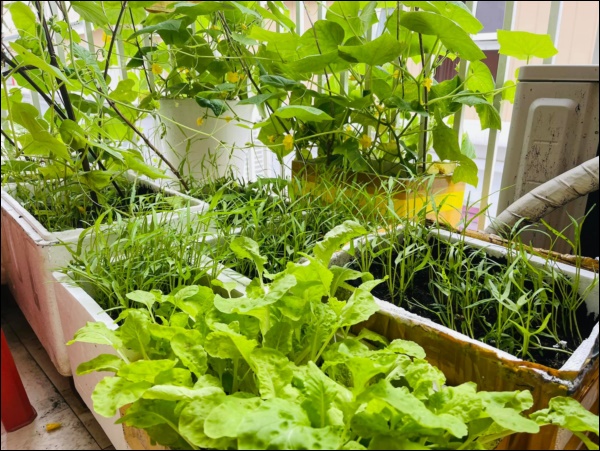 Vườn rau mướt mắt&nbsp;trong biệt thự của&nbsp;Thân Thúy Hà gì cũng có, ngày dịch sẵn thực phẩm xanh tại gia ai cũng thèm-2