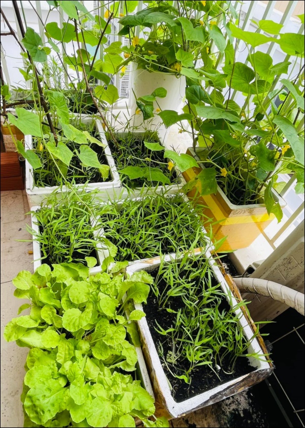 Vườn rau mướt mắt&nbsp;trong biệt thự của&nbsp;Thân Thúy Hà gì cũng có, ngày dịch sẵn thực phẩm xanh tại gia ai cũng thèm-3