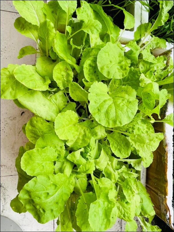 Vườn rau mướt mắt&nbsp;trong biệt thự của&nbsp;Thân Thúy Hà gì cũng có, ngày dịch sẵn thực phẩm xanh tại gia ai cũng thèm-4