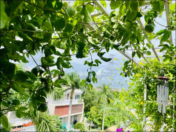 Vườn rau mướt mắt&nbsp;trong biệt thự của&nbsp;Thân Thúy Hà gì cũng có, ngày dịch sẵn thực phẩm xanh tại gia ai cũng thèm-5