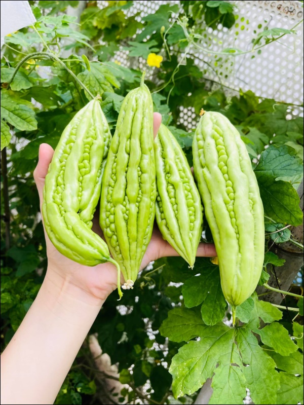 Vườn rau mướt mắt trong biệt thự của Thân Thúy Hà gì cũng có, ngày dịch sẵn thực phẩm xanh tại gia ai cũng thèm-8