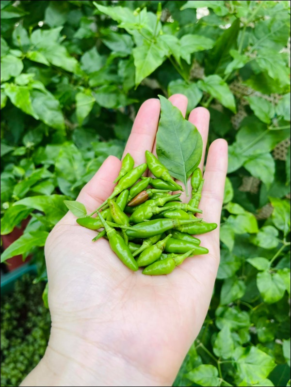 Vườn rau mướt mắt&nbsp;trong biệt thự của&nbsp;Thân Thúy Hà gì cũng có, ngày dịch sẵn thực phẩm xanh tại gia ai cũng thèm-10