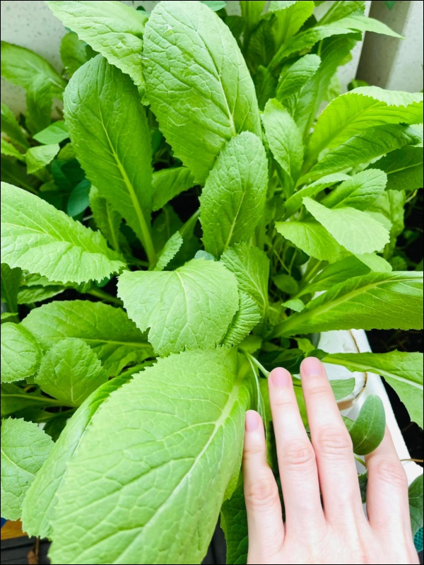 Vườn rau mướt mắt&nbsp;trong biệt thự của&nbsp;Thân Thúy Hà gì cũng có, ngày dịch sẵn thực phẩm xanh tại gia ai cũng thèm-13