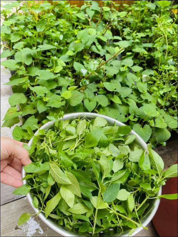 Vườn rau mướt mắt&nbsp;trong biệt thự của&nbsp;Thân Thúy Hà gì cũng có, ngày dịch sẵn thực phẩm xanh tại gia ai cũng thèm-15