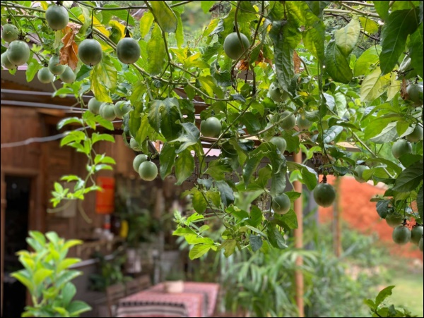 Vườn rau mướt mắt&nbsp;trong biệt thự của&nbsp;Thân Thúy Hà gì cũng có, ngày dịch sẵn thực phẩm xanh tại gia ai cũng thèm-11