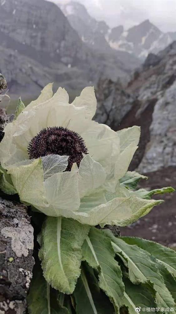 Loài hoa truyền thuyết được ví như tiên dược, nhà giàu Việt bỏ chục triệu săn lùng-9