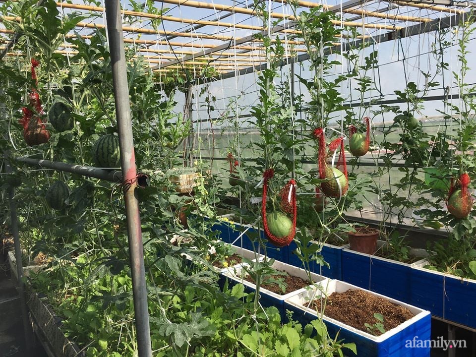 Sở hữu sân thượng đủ loại rau và trái cây sạch, mẹ trẻ yên tâm cùng gia đình đi qua mùa dịch ở Thái Bình-2
