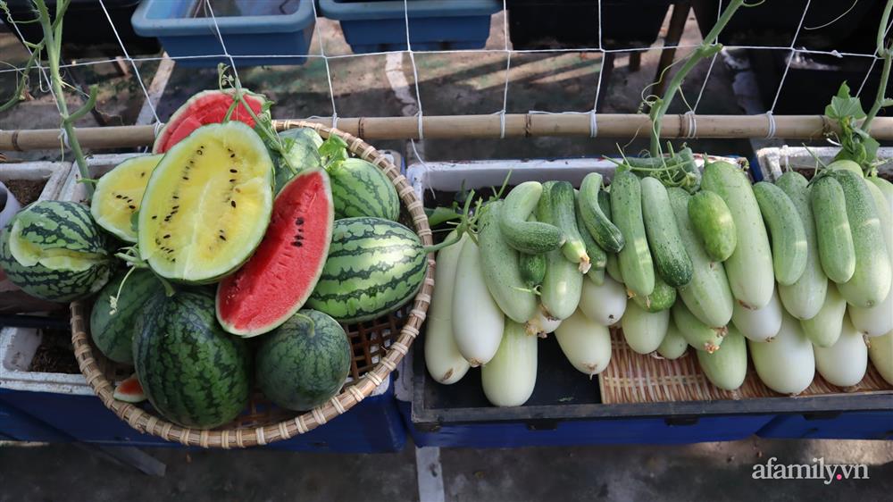 Sở hữu sân thượng đủ loại rau và trái cây sạch, mẹ trẻ yên tâm cùng gia đình đi qua mùa dịch ở Thái Bình-10