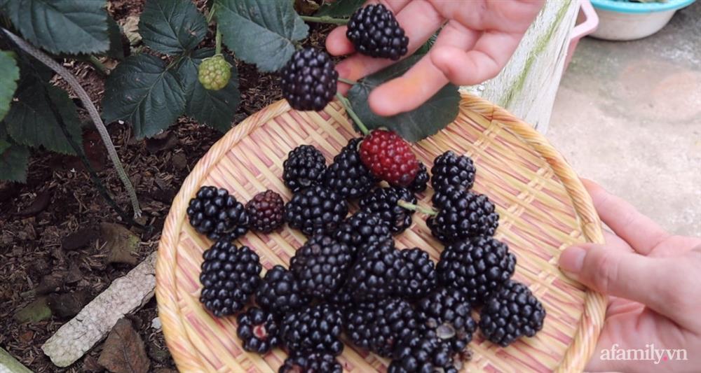 Sở hữu sân thượng đủ loại rau và trái cây sạch, mẹ trẻ yên tâm cùng gia đình đi qua mùa dịch ở Thái Bình-12