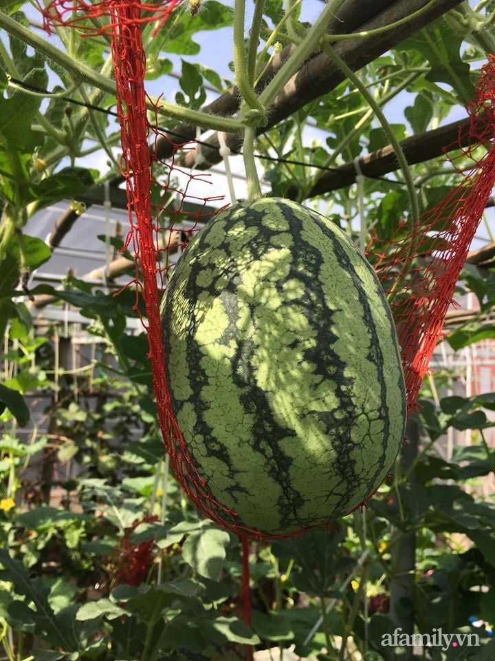 Sở hữu sân thượng đủ loại rau và trái cây sạch, mẹ trẻ yên tâm cùng gia đình đi qua mùa dịch ở Thái Bình-13