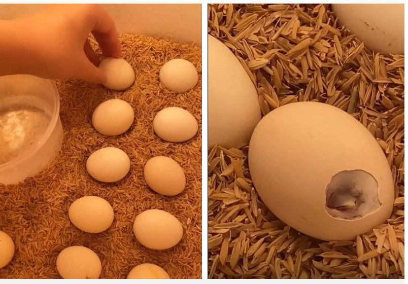 Ở nhà giãn cách cô gái mang trứng gà ra ấp cho vui, nào ngờ bất thình lình được làm mẹ!-1