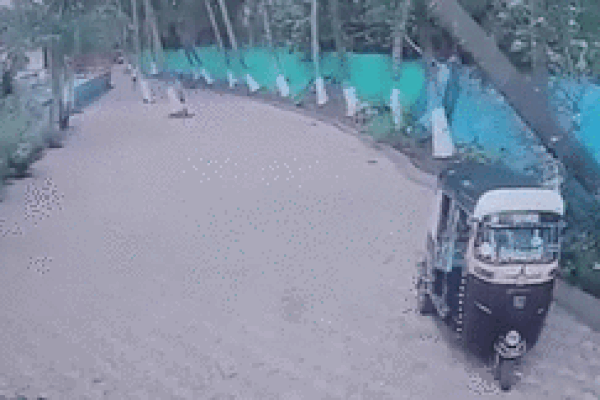 Cây xanh bật gốc đè trúng, người đàn ông may mắn thoát chết-1