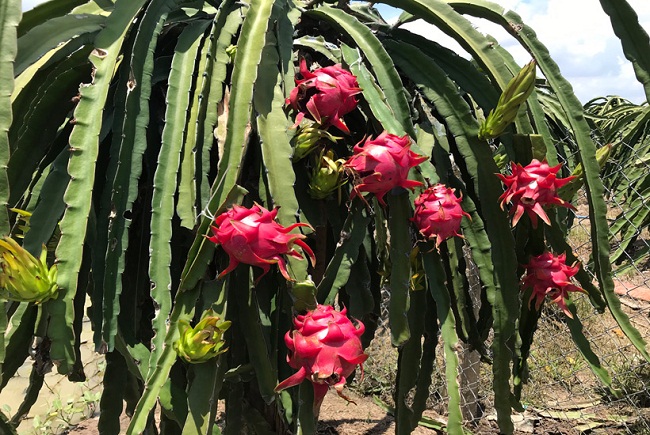 Nhãn, thanh long và loạt nông sản rớt giá thảm: Nhiều nhà vườn nguy cơ trắng tay-1