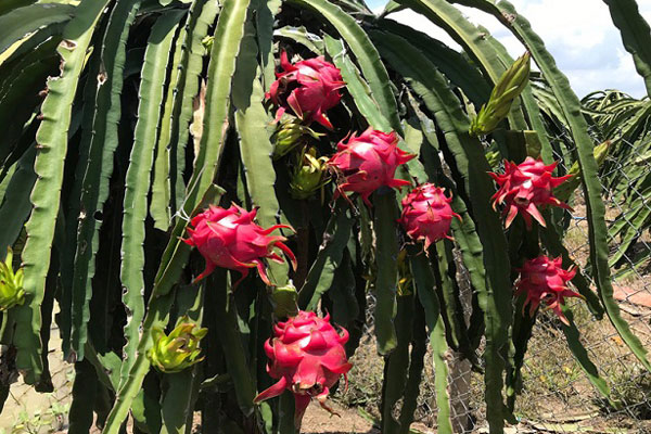 Thanh long vỏ vàng, ruột thơm mùi nhãn, nhiều người tò mò mua ăn thử-5