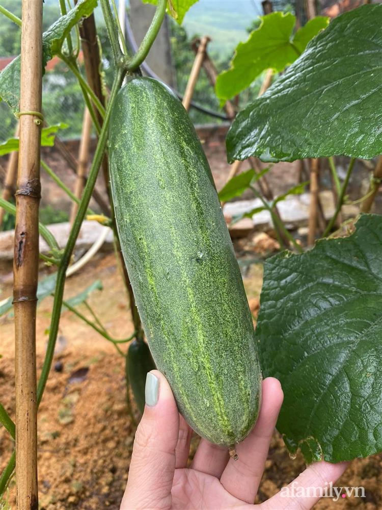 Căn nhà vườn đẹp an yên, tĩnh lặng ở ngoại thành Hà Nội-24