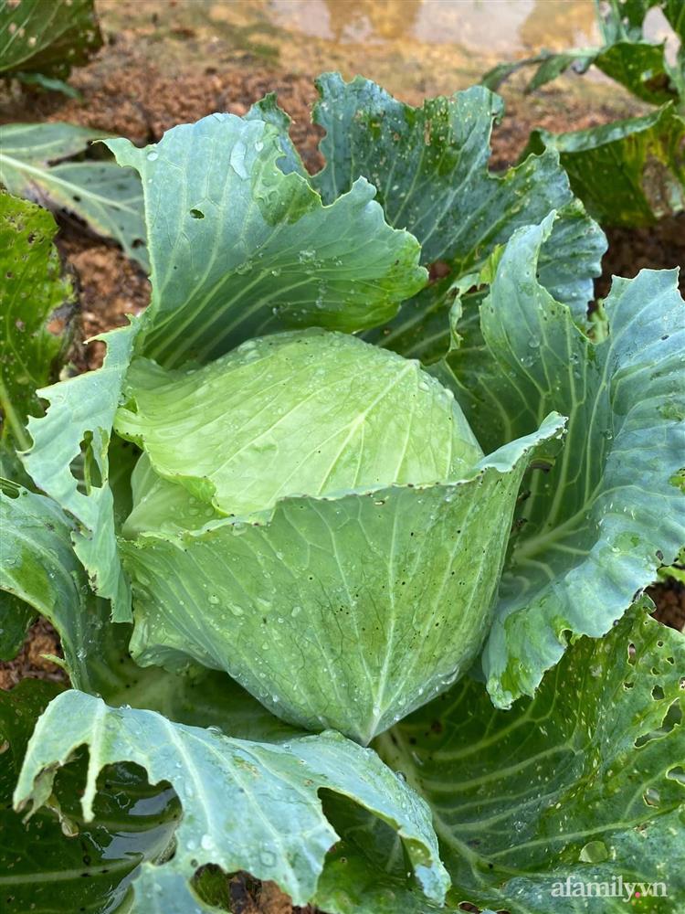 Căn nhà vườn đẹp an yên, tĩnh lặng ở ngoại thành Hà Nội-28