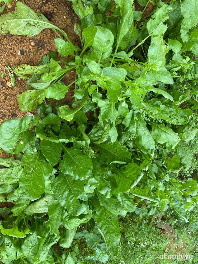 Căn nhà vườn đẹp an yên, tĩnh lặng ở ngoại thành Hà Nội-29