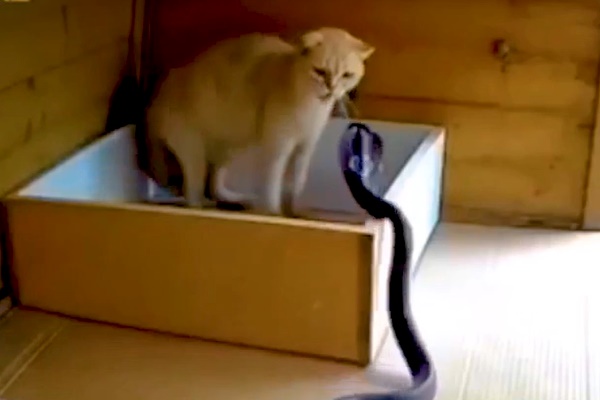 Hàng trăm người tham gia diễu hành trong lễ hội rắn ở Ấn Độ-1