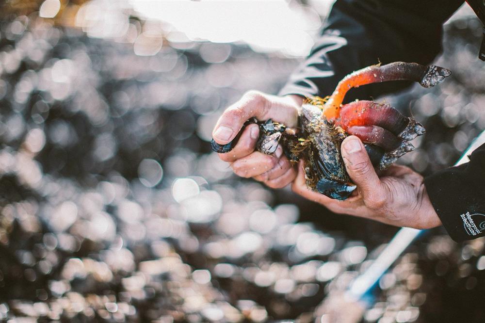 Đặc sản ngón tay thần chết đắt đỏ, vị ngon hơn tôm hùm-2