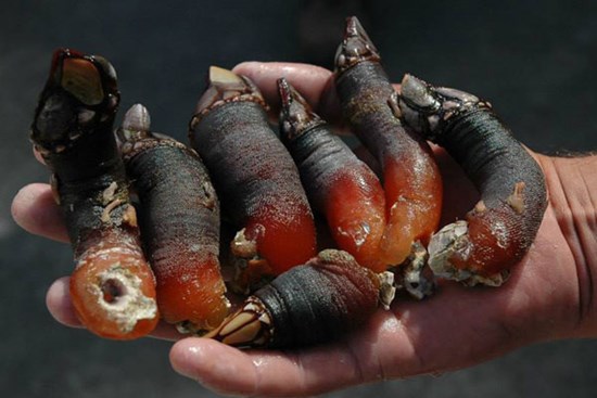 Đặc sản 'ngón tay thần chết' đắt đỏ, vị ngon hơn tôm hùm