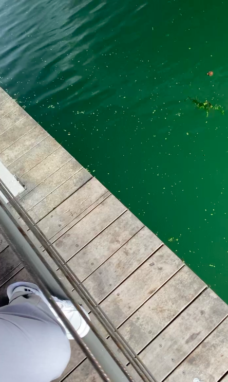 Người dân đặt hoa tưởng niệm tại nơi thanh niên bị đạp xuống sông tử vong thương tâm ở Nhật Bản-2